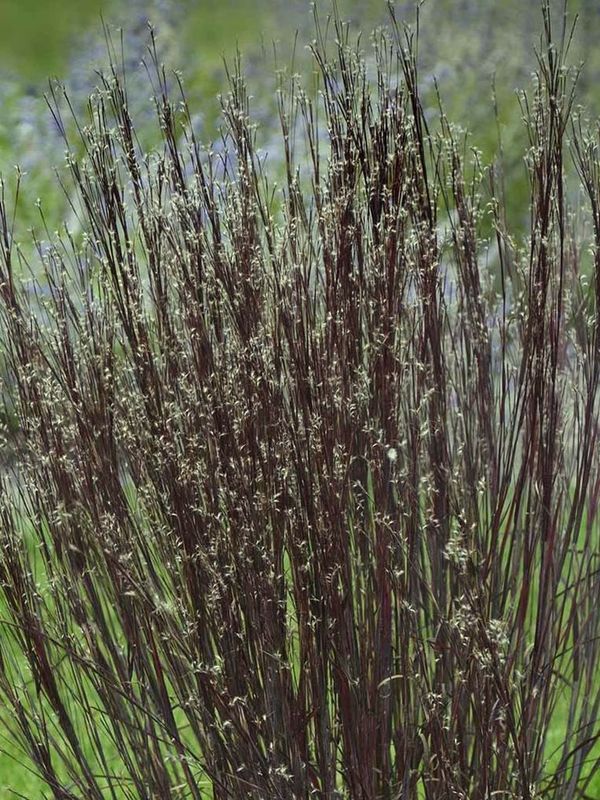 Andropogon scoparius ‘Smoke Signal’