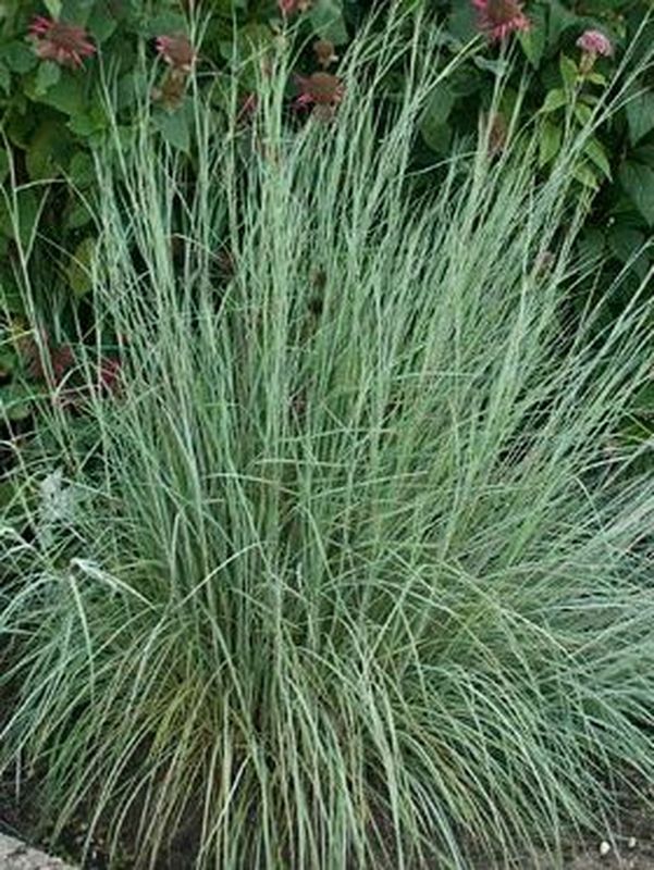 Andropogon scoparius ‘Aldous’
