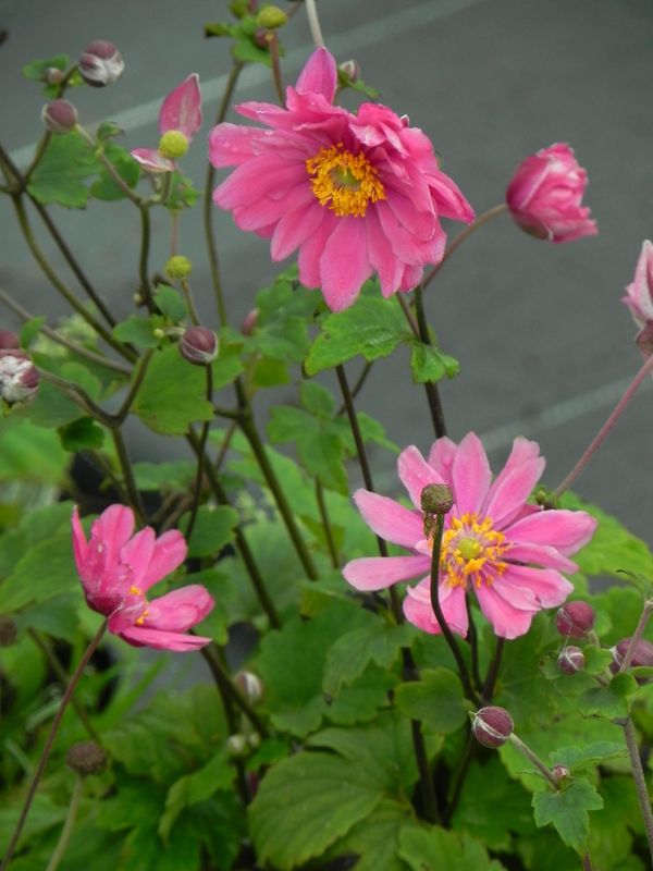 Anemone hupehensis ‘Pamina’