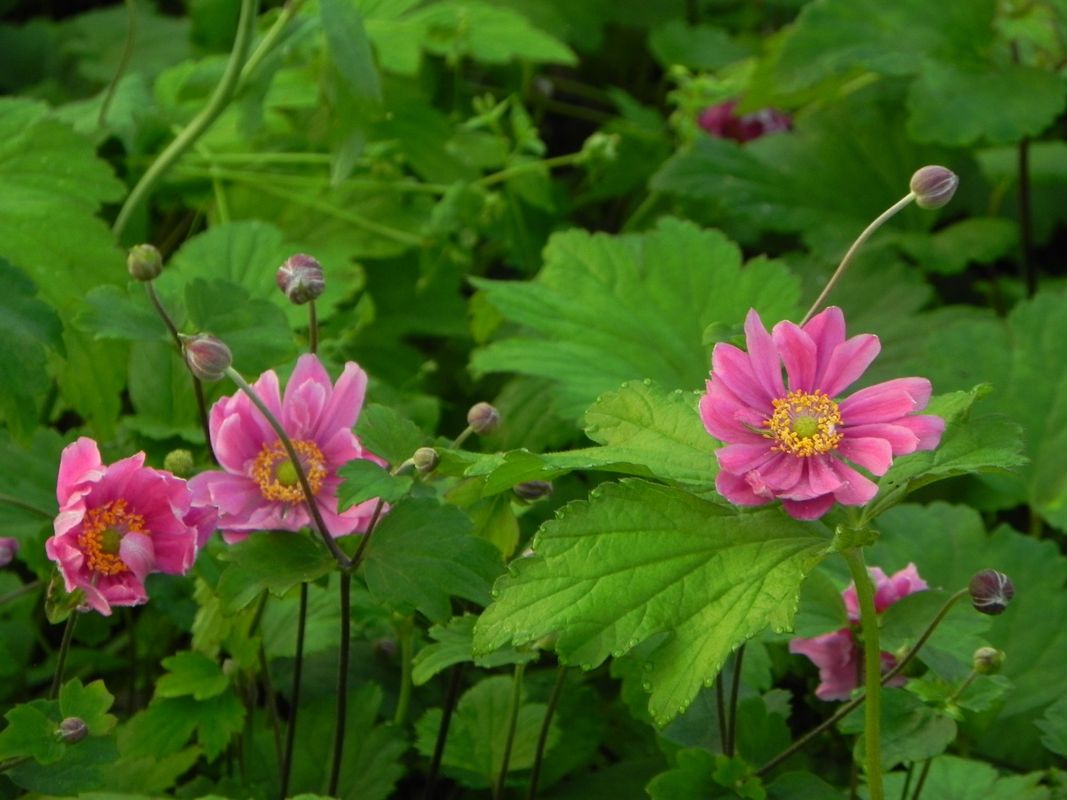 Anemone hupehensis ‘Pamina’