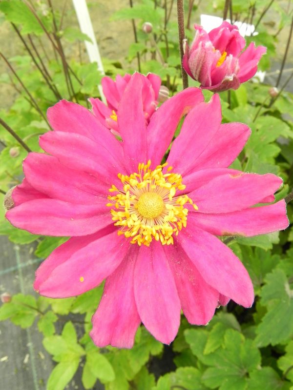 Anemone hupehensis ‘Pamina’