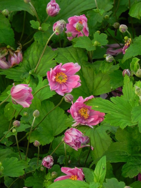 Anemone hupehensis ‘Pamina’