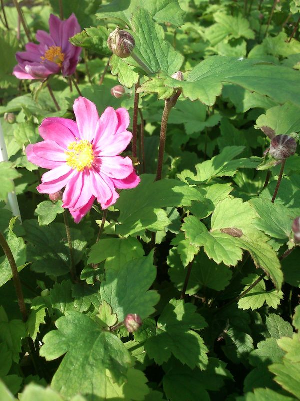 Anemone hupehensis ‘Pamina’