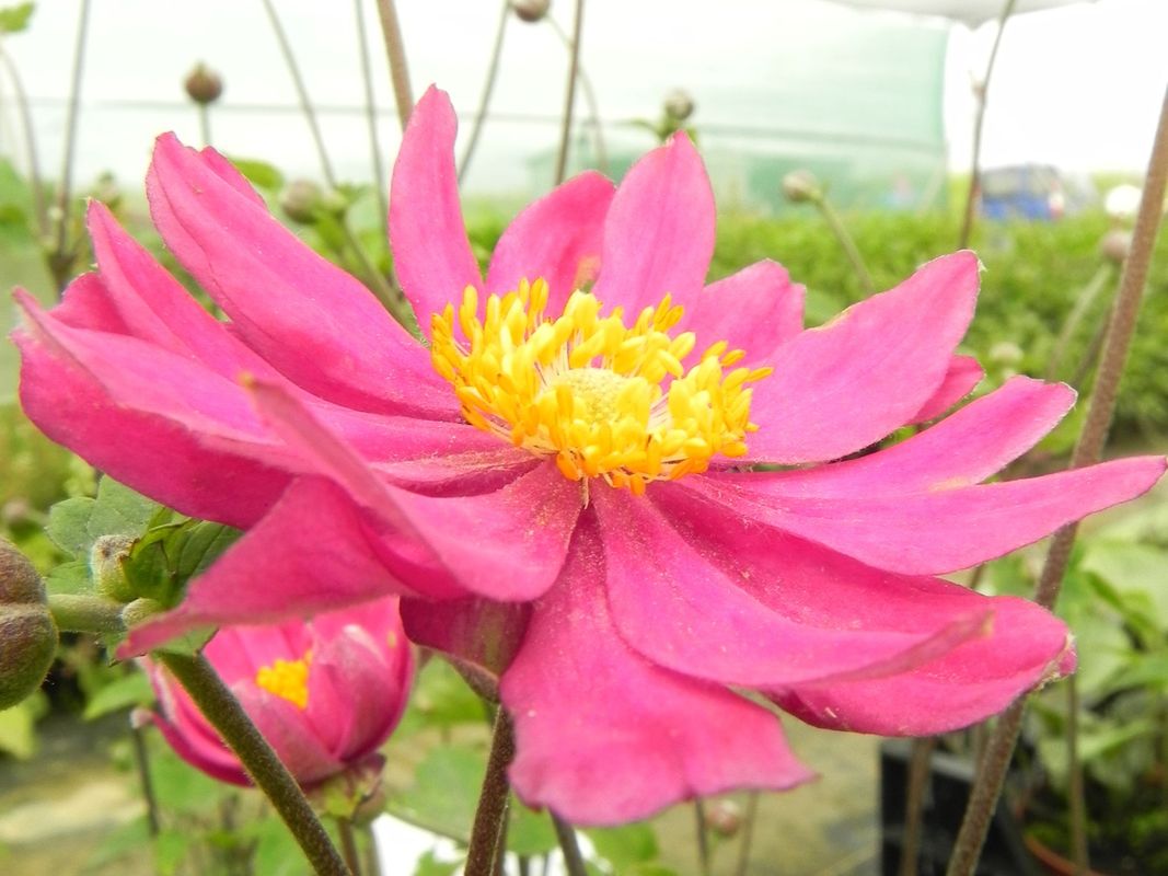 Anemone hupehensis ‘Pamina’