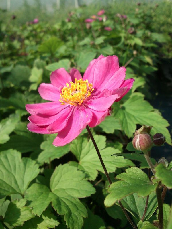 Anemone hupehensis ‘Pamina’