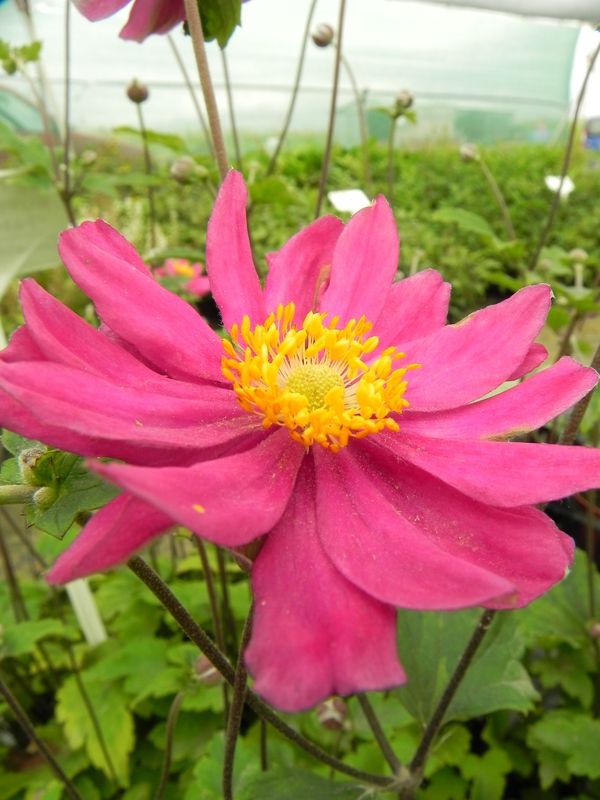 Anemone hupehensis ‘Pamina’