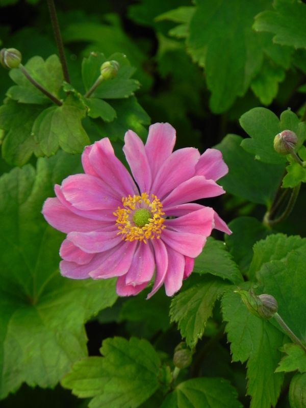 Anemone hupehensis ‘Pamina’