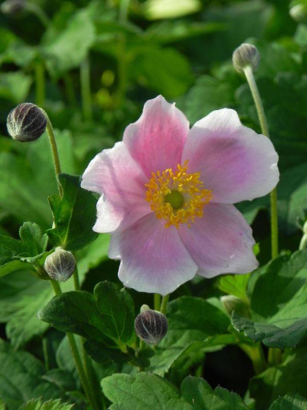 Anemone hupehensis ‘September Charm’