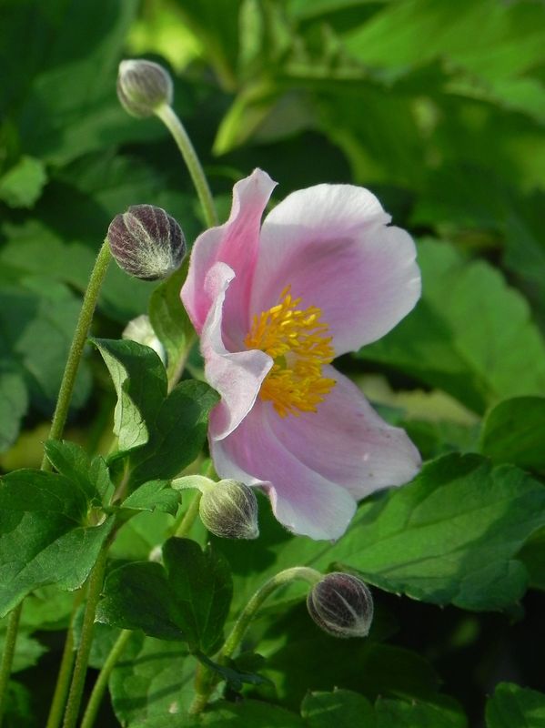 Anemone hupehensis ‘September Charm’