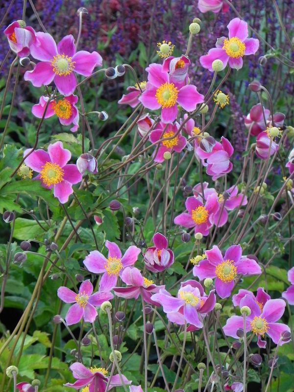 Anemone hupehensis ‘Praecox’