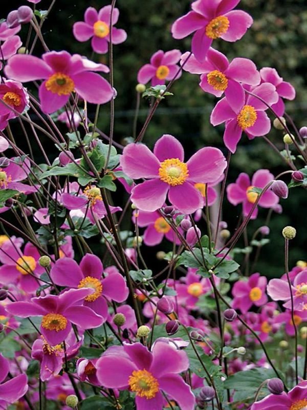 Anemone hupehensis ‘Splendens’