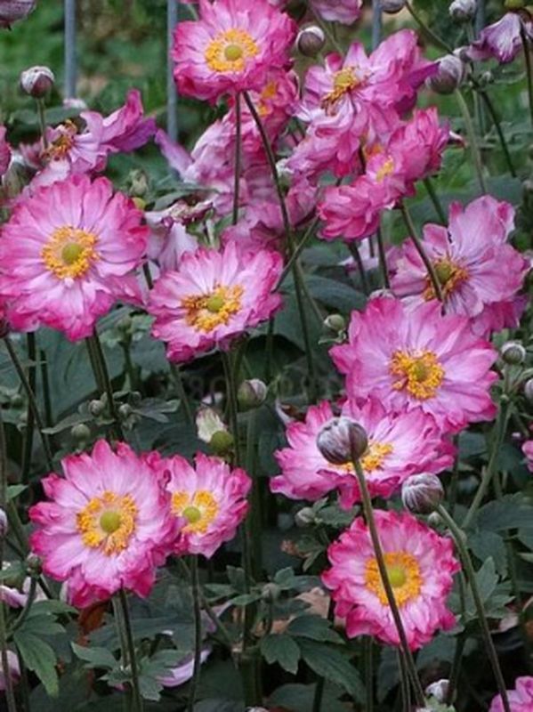 Anemone hupehensis ‘Margarete’
