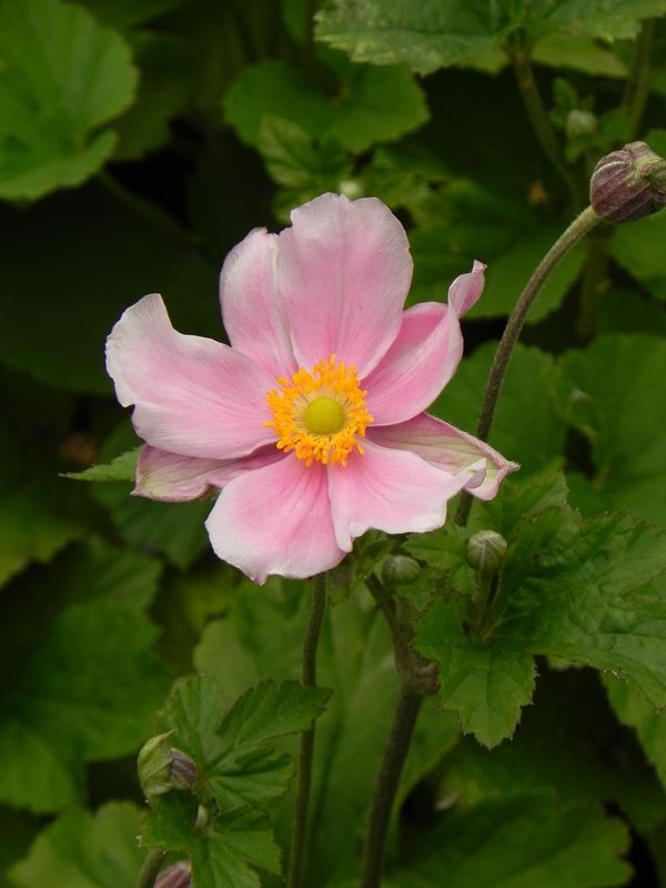 Anemone hybrida ‘Lorelei’