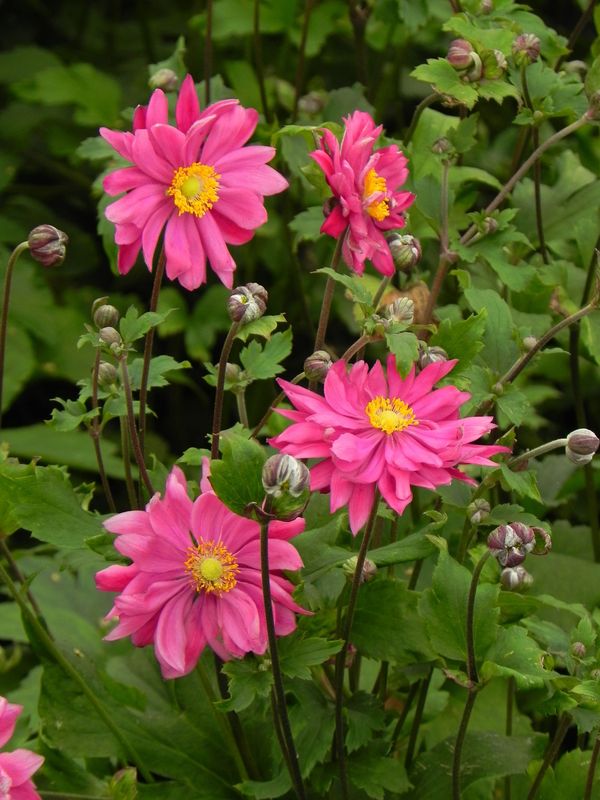 Anemone x hybrida ‘Bressingham Glow’