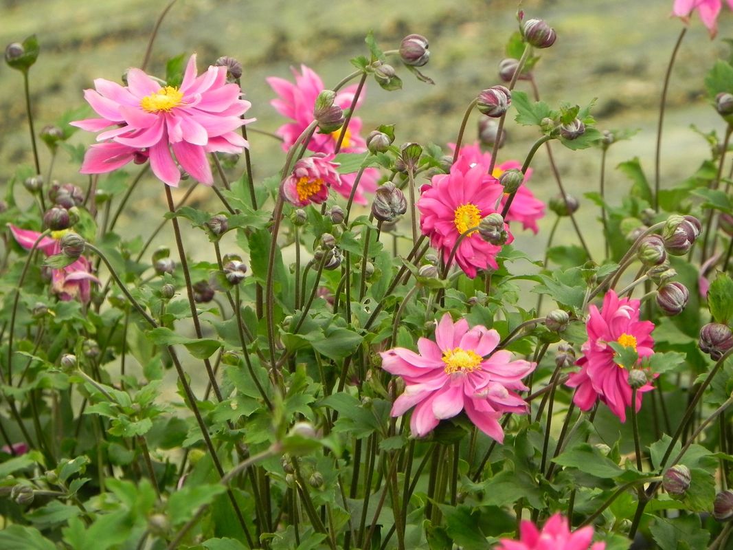 Anemone x hybrida ‘Bressingham Glow’