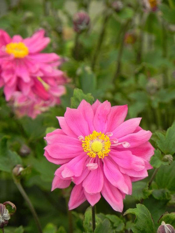 Anemone x hybrida ‘Bressingham Glow’