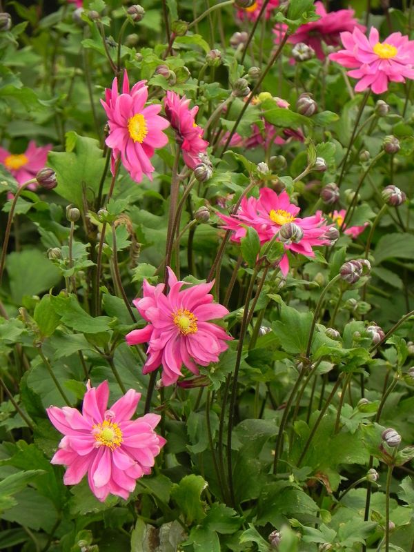Anemone x hybrida ‘Bressingham Glow’