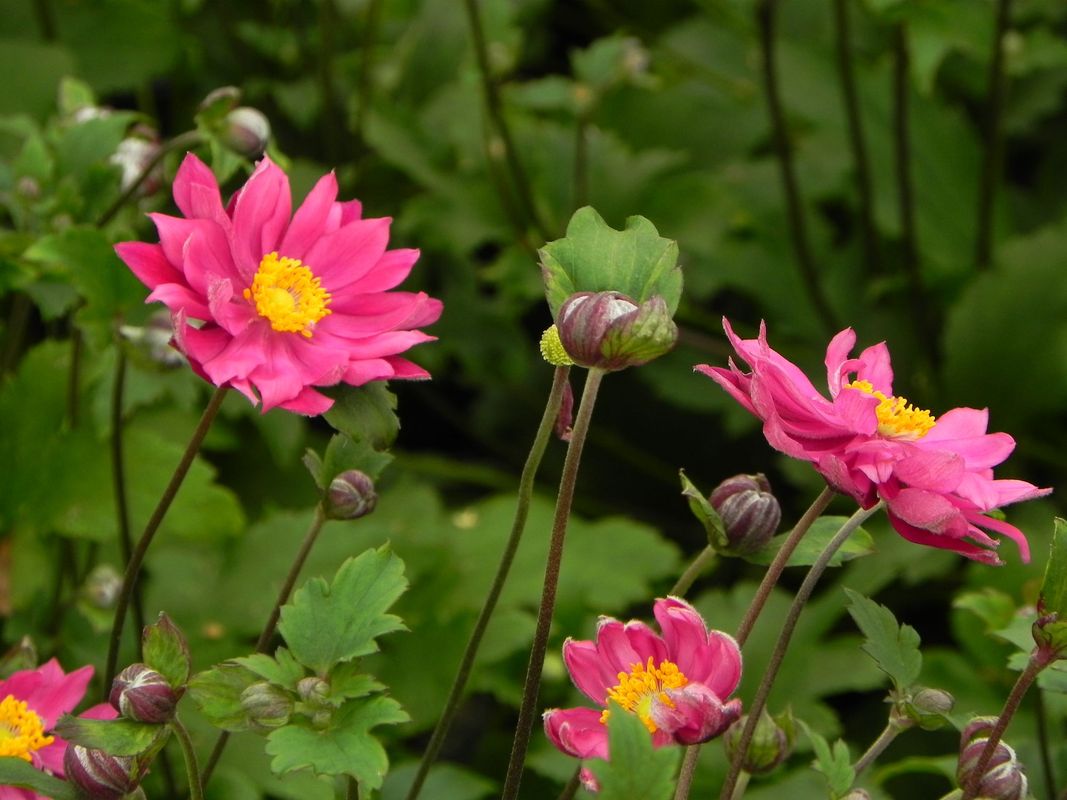 Anemone x hybrida ‘Bressingham Glow’
