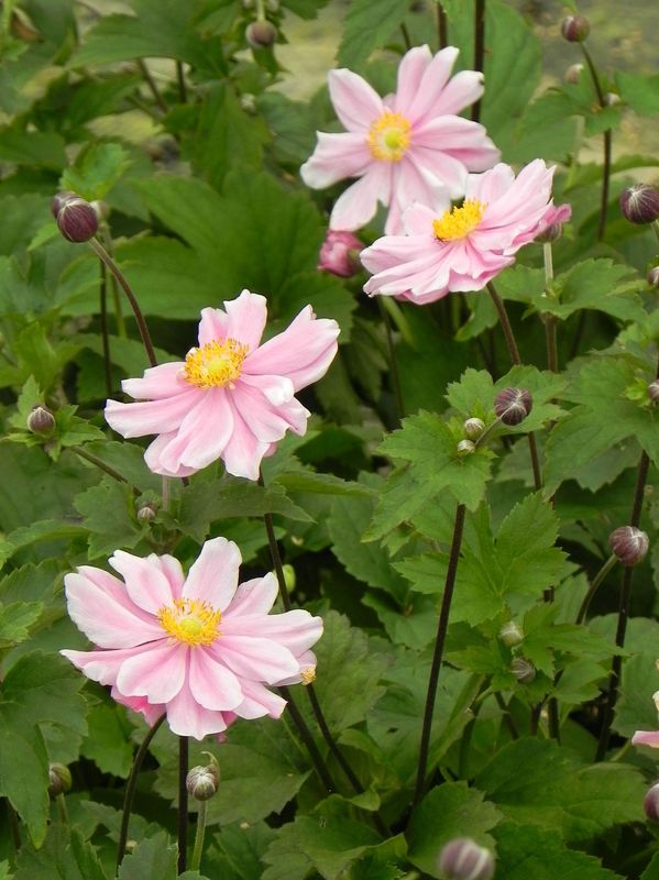 Anemone x hybrida ‘Garden Breeze Whirlwind’