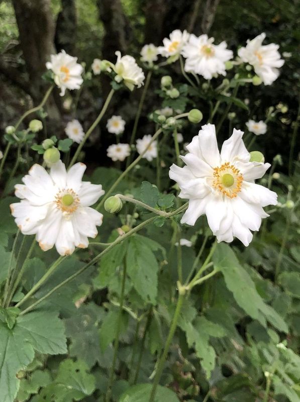Anemone x hybrida ‘Whirlwind’