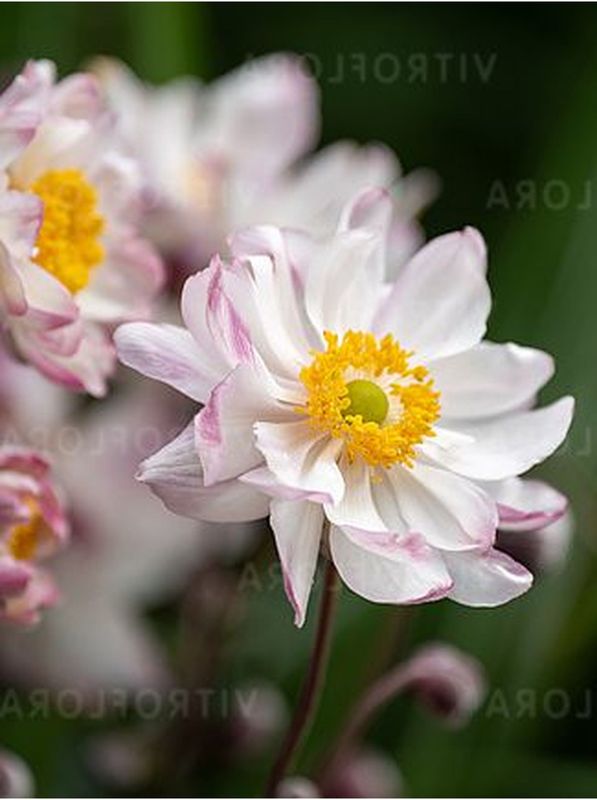 Anemone x hybrida ‘Garden Breeze Pink Touch’