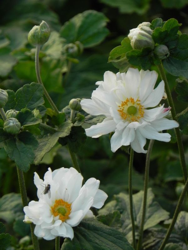 Anemone japonica ‘Wirbelwind’