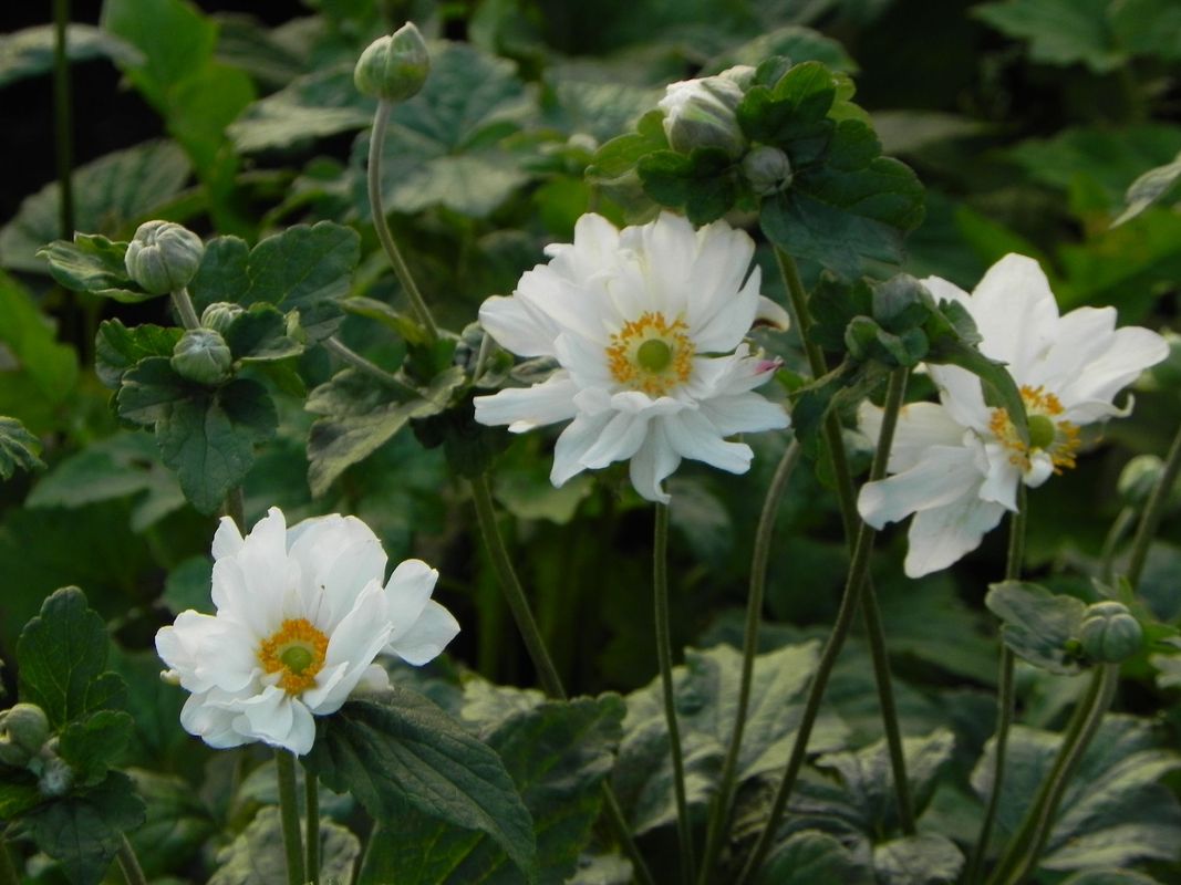 Anemone japonica ‘Wirbelwind’