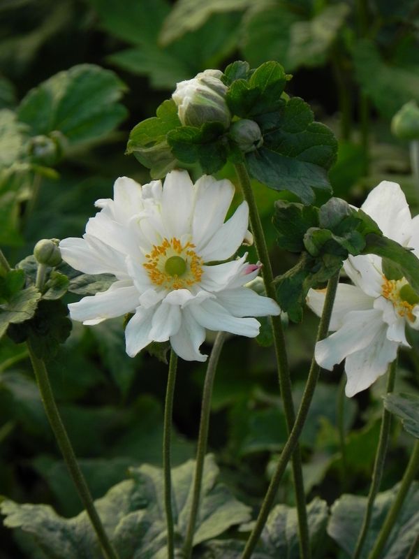 Anemone japonica ‘Wirbelwind’