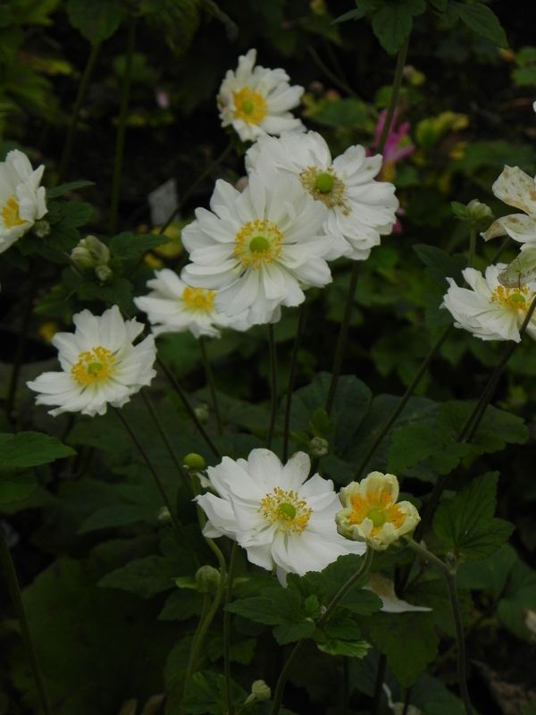 Anemone japonica ‘Wirbelwind’