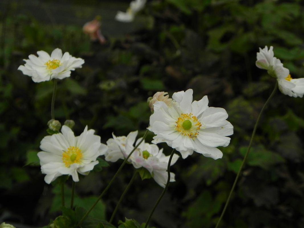 Anemone japonica ‘Wirbelwind’