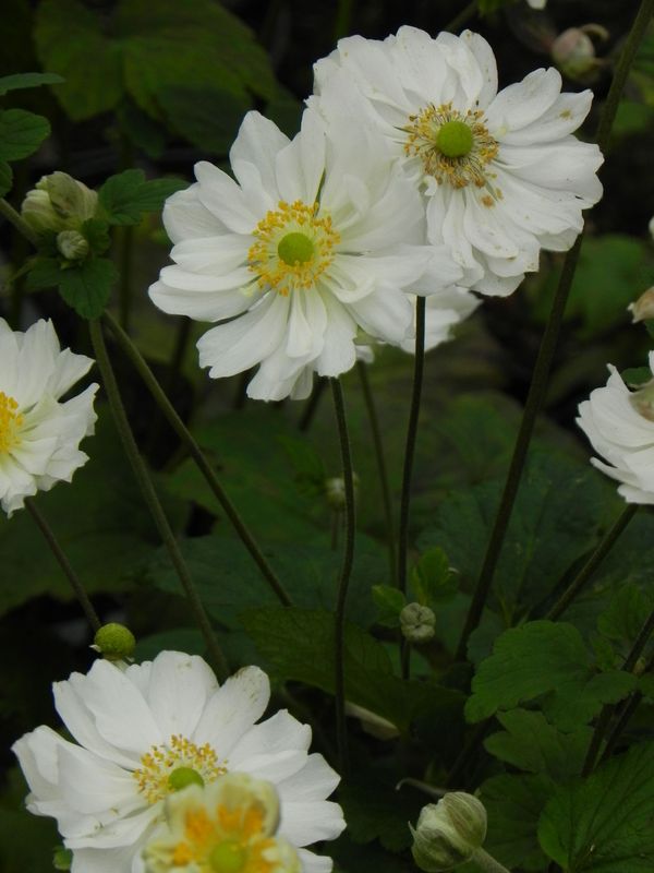 Anemone japonica ‘Wirbelwind’
