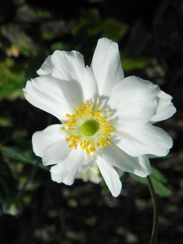 Anemone japonica ‘Wirbelwind’