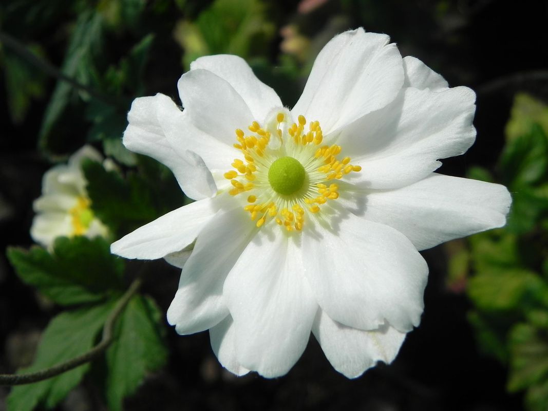 Anemone japonica ‘Wirbelwind’