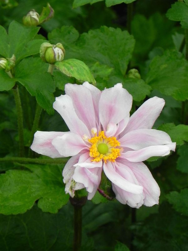 Anemone japonica ‘Konigin Charlotte’