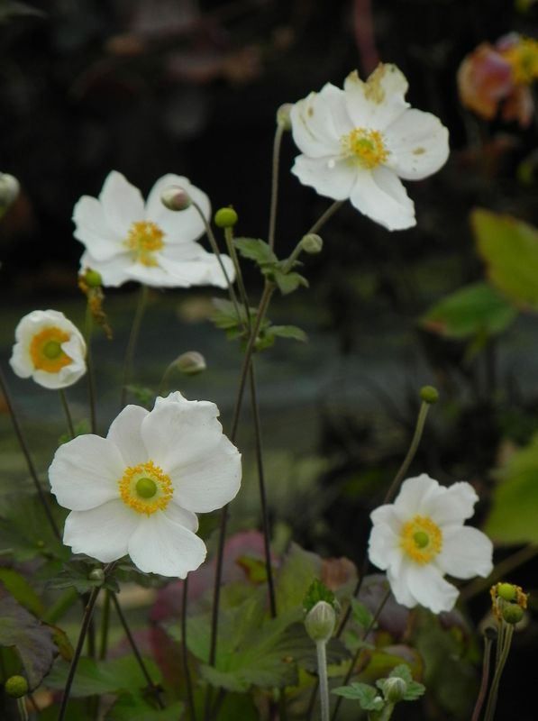 Anemone japonica ‘Andrea Atkinson’