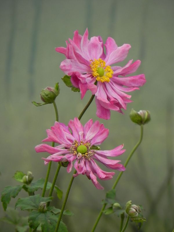 Anemone japonica ‘Prinz Heinrich’