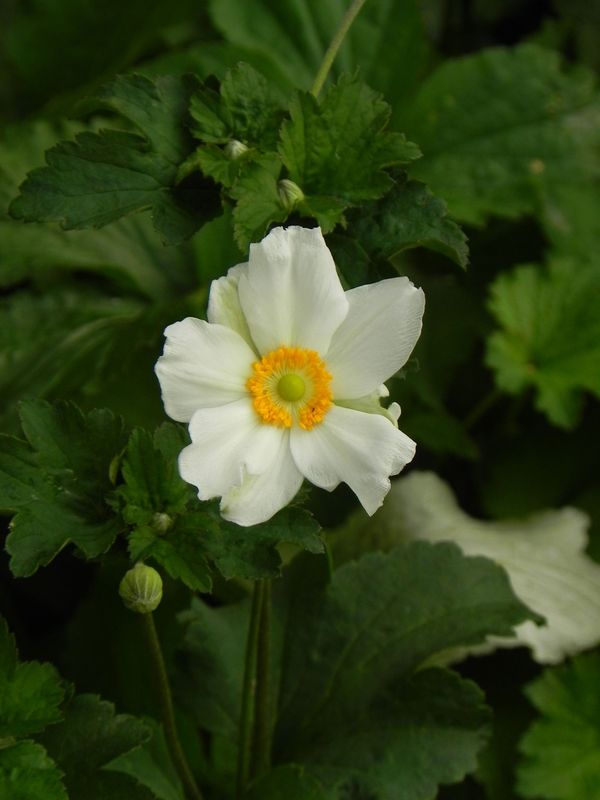 Anemone japonica ‘Honorine Jobert’