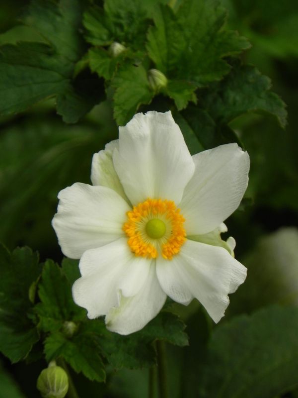 Anemone japonica ‘Honorine Jobert’