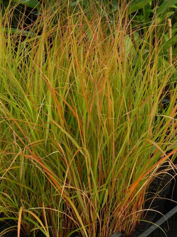 Anemanthele lessoniana ‘Sirocco’
