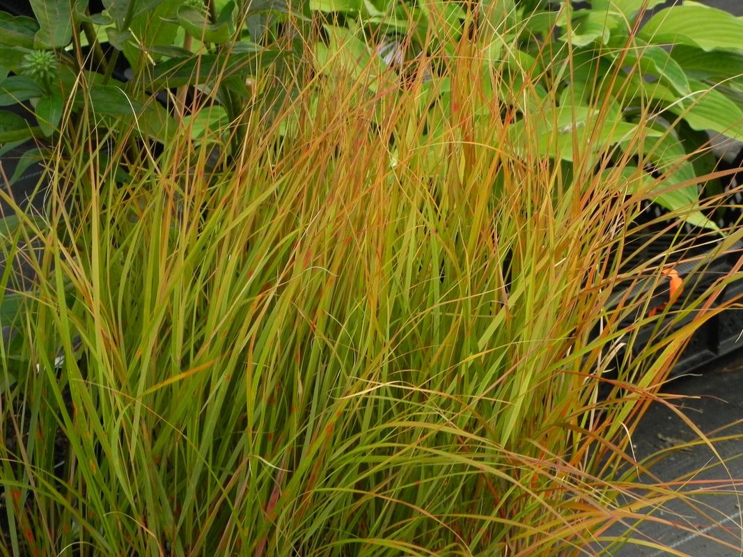 Anemanthele lessoniana ‘Sirocco’