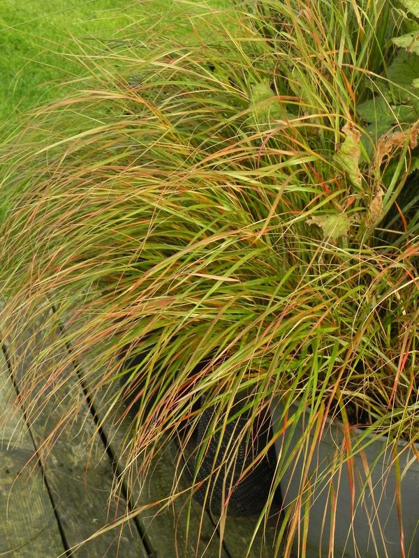 Anemanthele lessoniana ‘Sirocco’