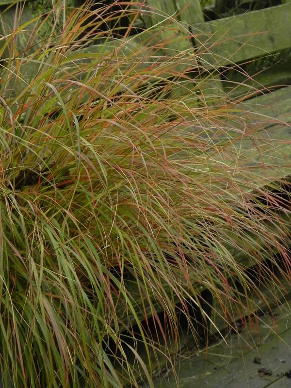 Anemanthele lessoniana ‘Sirocco’
