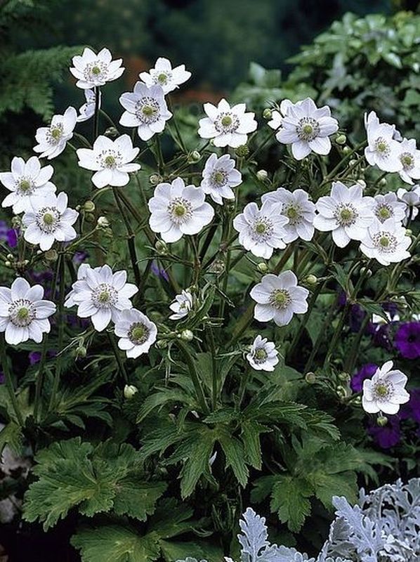 Anemone leveillei