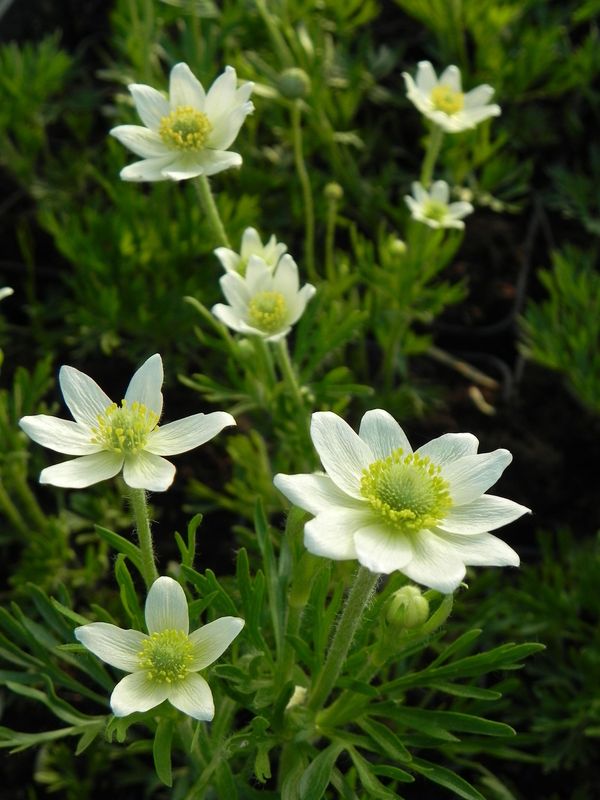 Anemone multifida ‘Annabella White’