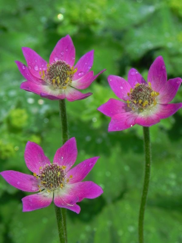 Anemone multifida ‘Rubra’