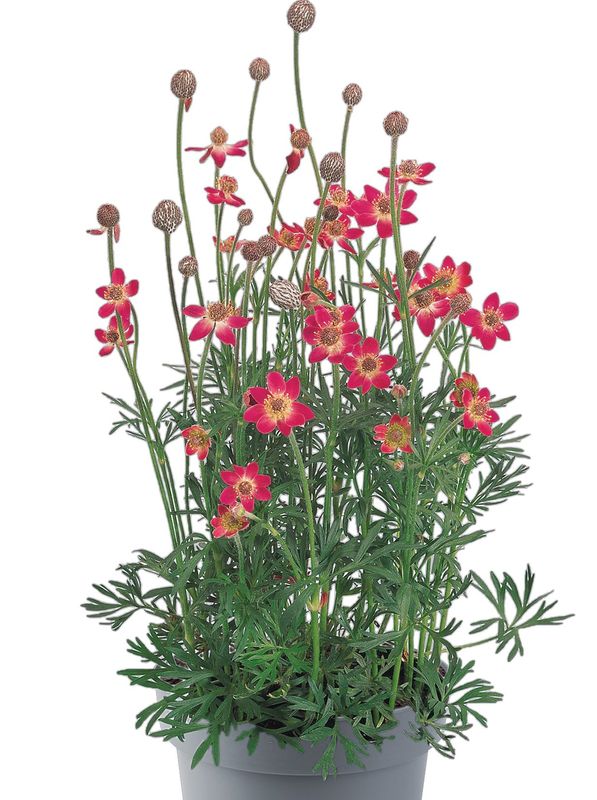Anemone multifida ‘Annabella Deep Rose’