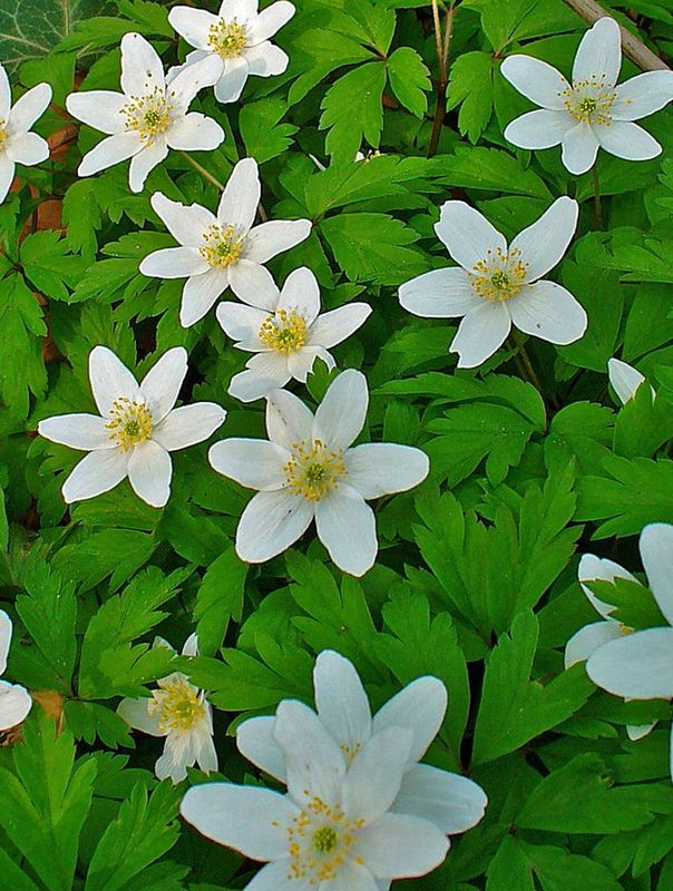 Anemone nemorosa