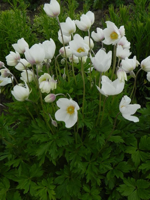 Anemone sylvestris