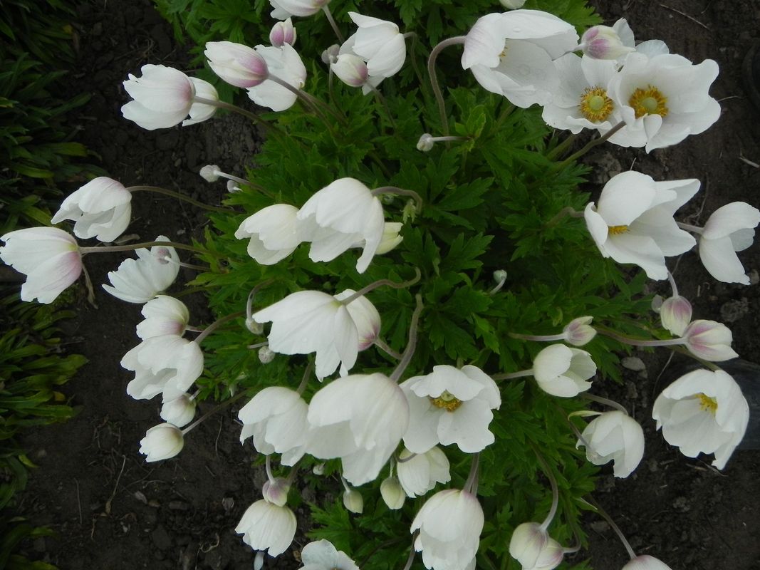 Anemone sylvestris