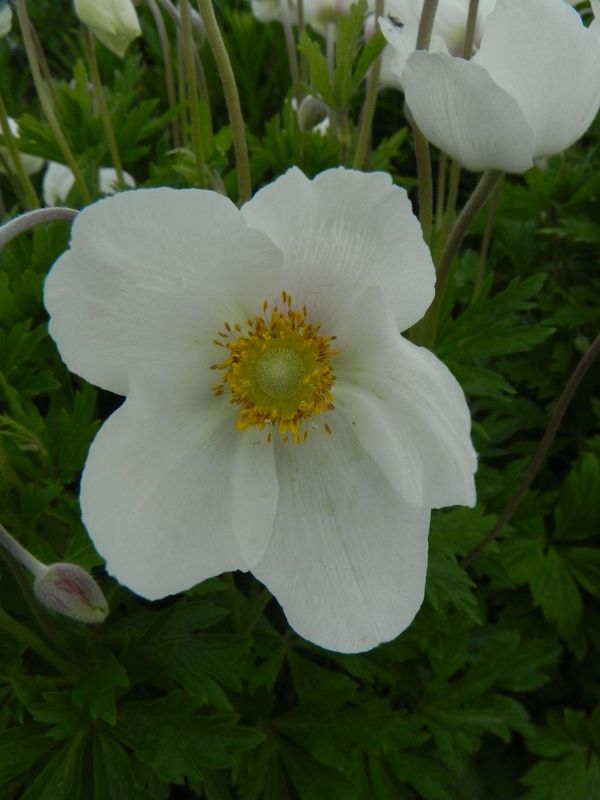 Anemone sylvestris